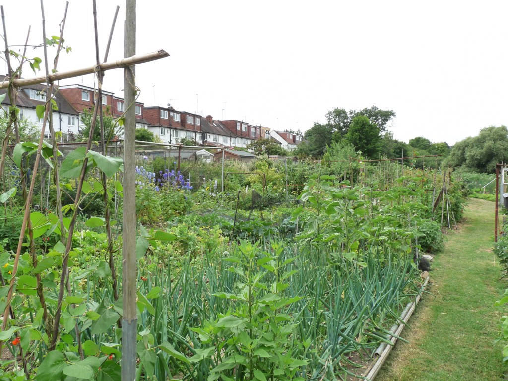 Brent Way Allotments
