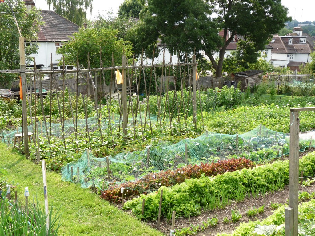 Nethercourt Avenue Allotments